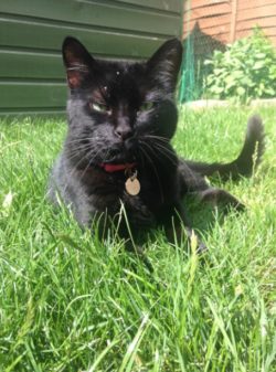 Body language in cats