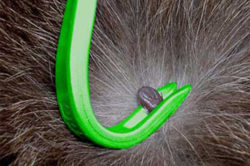 Tick removal