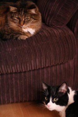 Cats on a chair