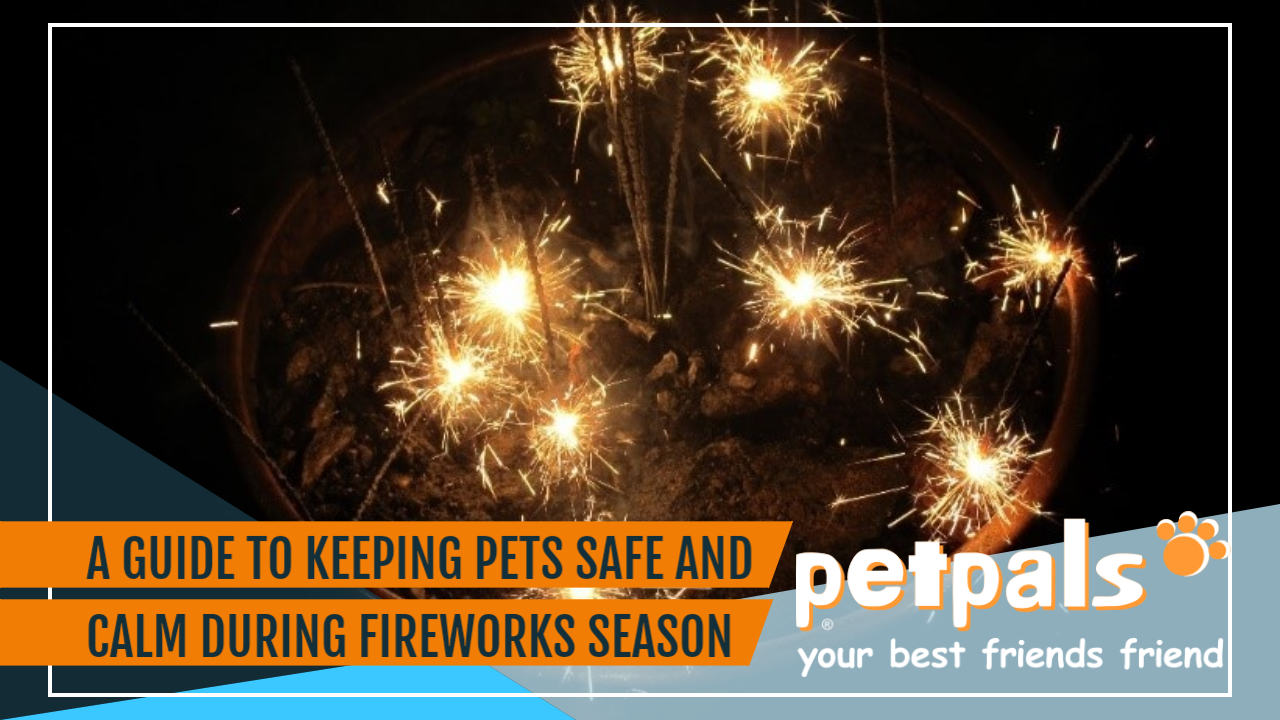 Keeping pets safe and calm during fireworks