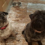 Smiling dogs