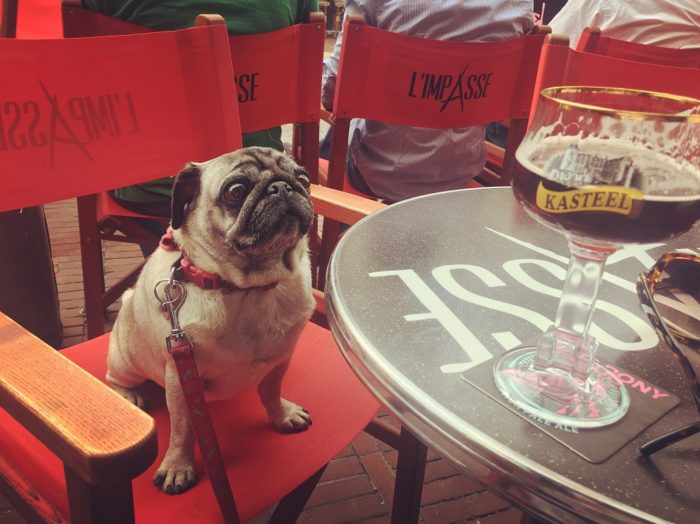 Pepper seeks sanctuary from being tripped over in Le Touquet