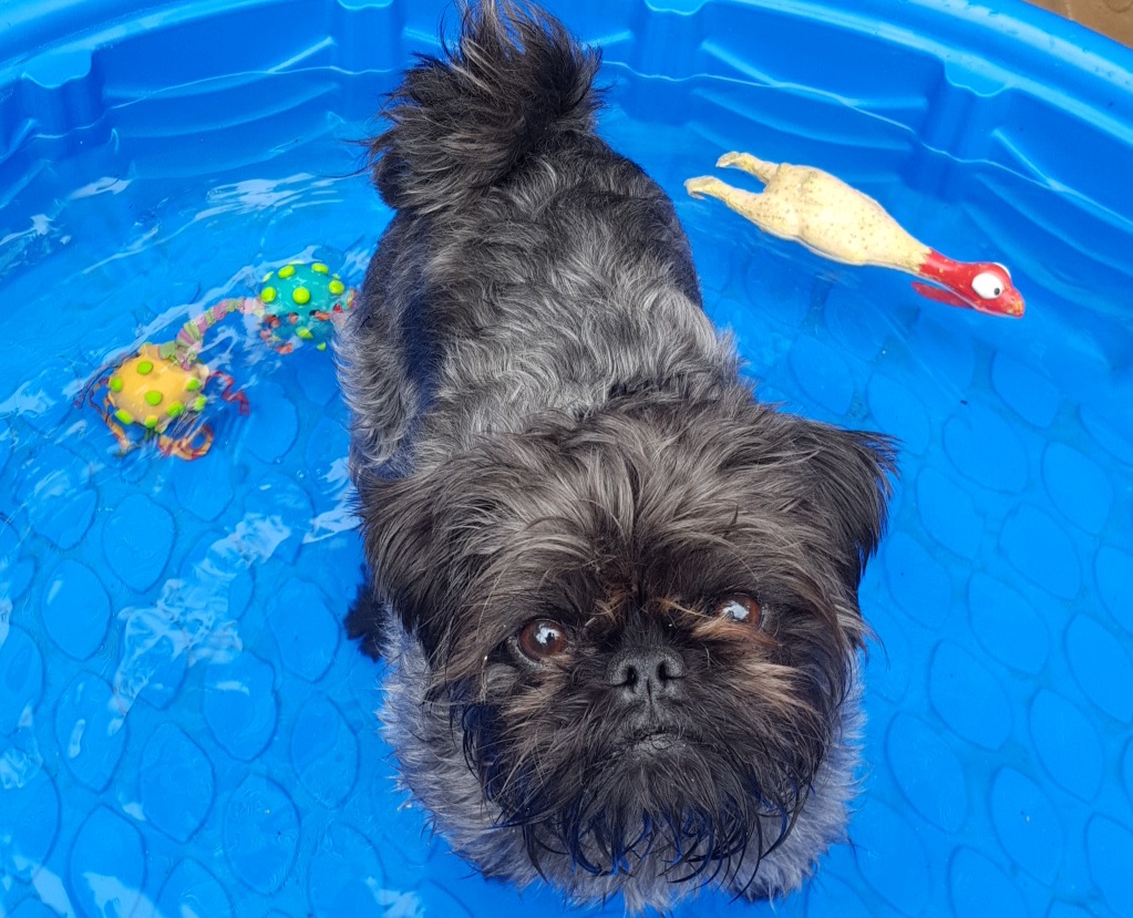 Keep your Petpal cool this summer