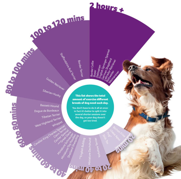 PDSA dog exercise chart