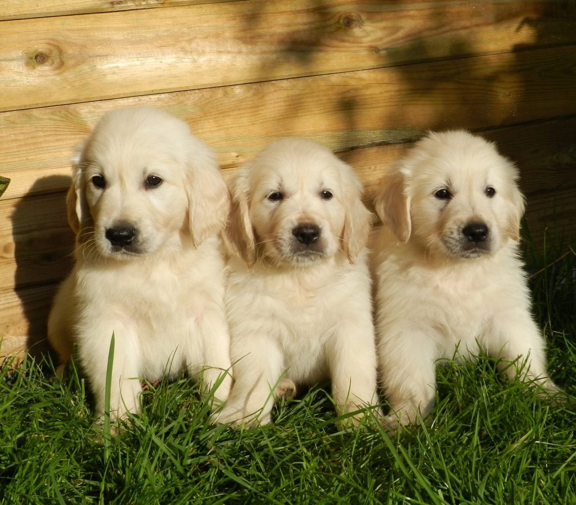 Buying a puppy