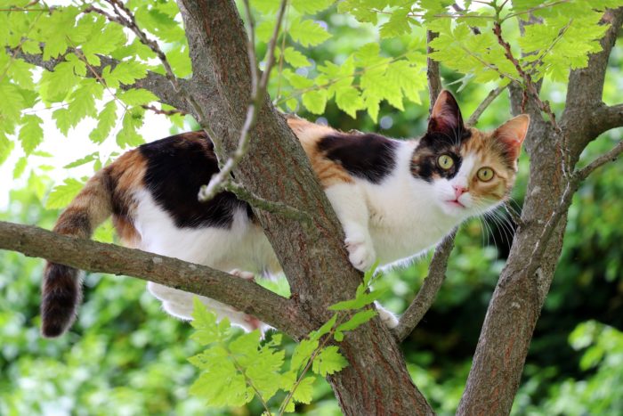 A curious cat up a tree