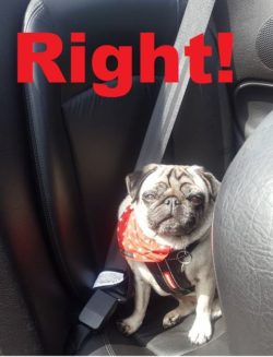 The right way to travel with dogs in your car