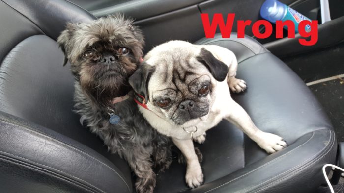The wrong way to travel with dogs in a car