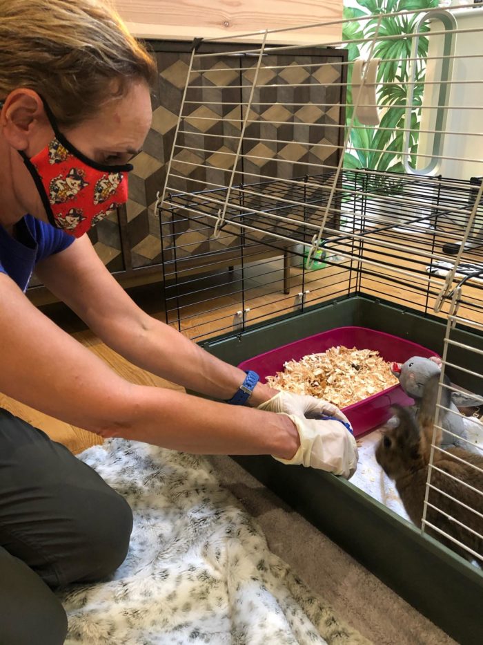 Rabbit feeding time