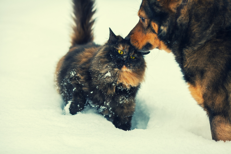 Cat and dog playing in the snow